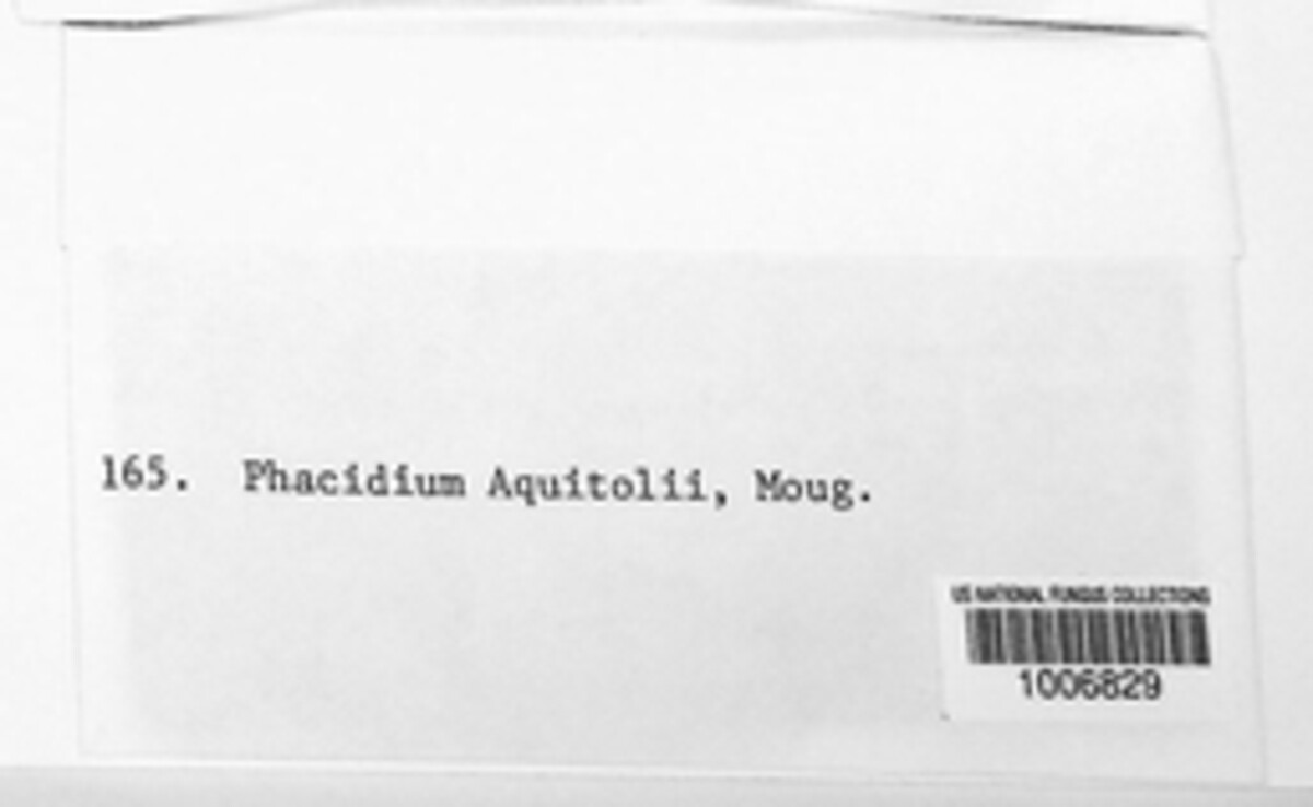 Phacidium aquifolii image